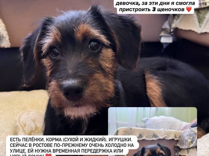 Доброго утра! Очень прошу разместить пост, 3 щеночка нашли свой домик и одна не может все никак найти его, опубликуйте, пожалуйста