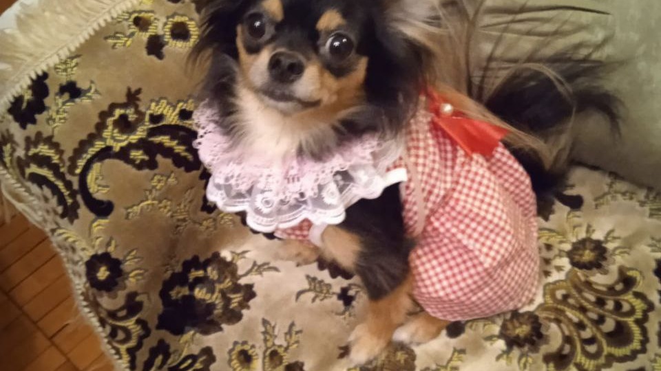 🐾 Привет из дома от маленькой Сони — большого счастья в миниатюре!