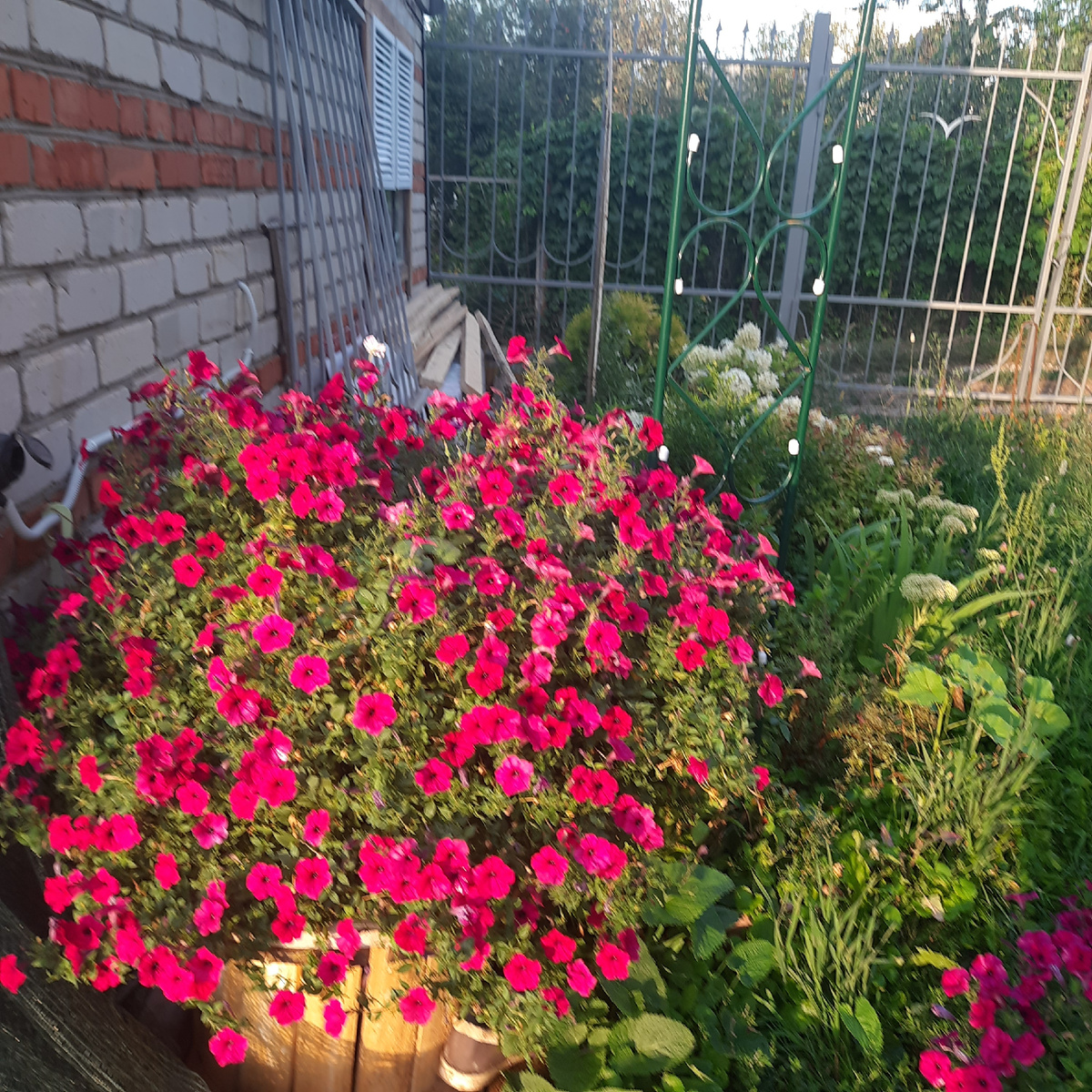 Тайдал пурпур, сезон 2025, личный архив