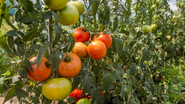 Результат "ленивого" подхода - богатый урожай без каждодневной возни