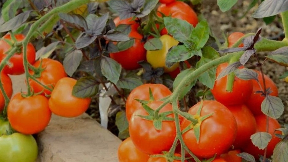 Санька в августе - урожай без особых хлопот