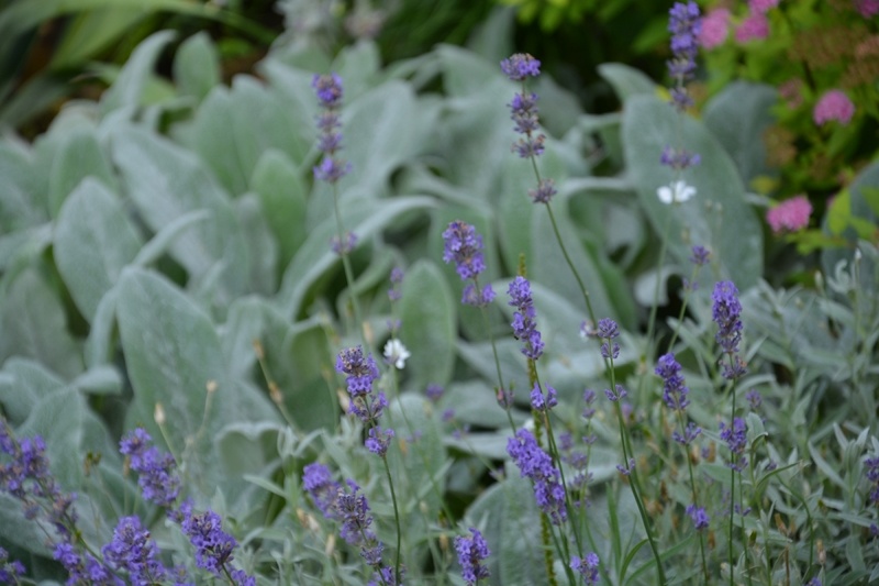 Мои цветы в саду: любимая лаванда и чистец