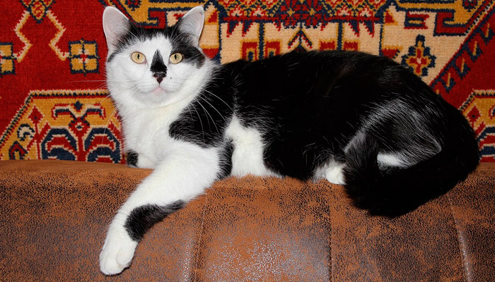 В Ермилов день почитали и ублажали кошек. Фото: commons.wikimedia.org