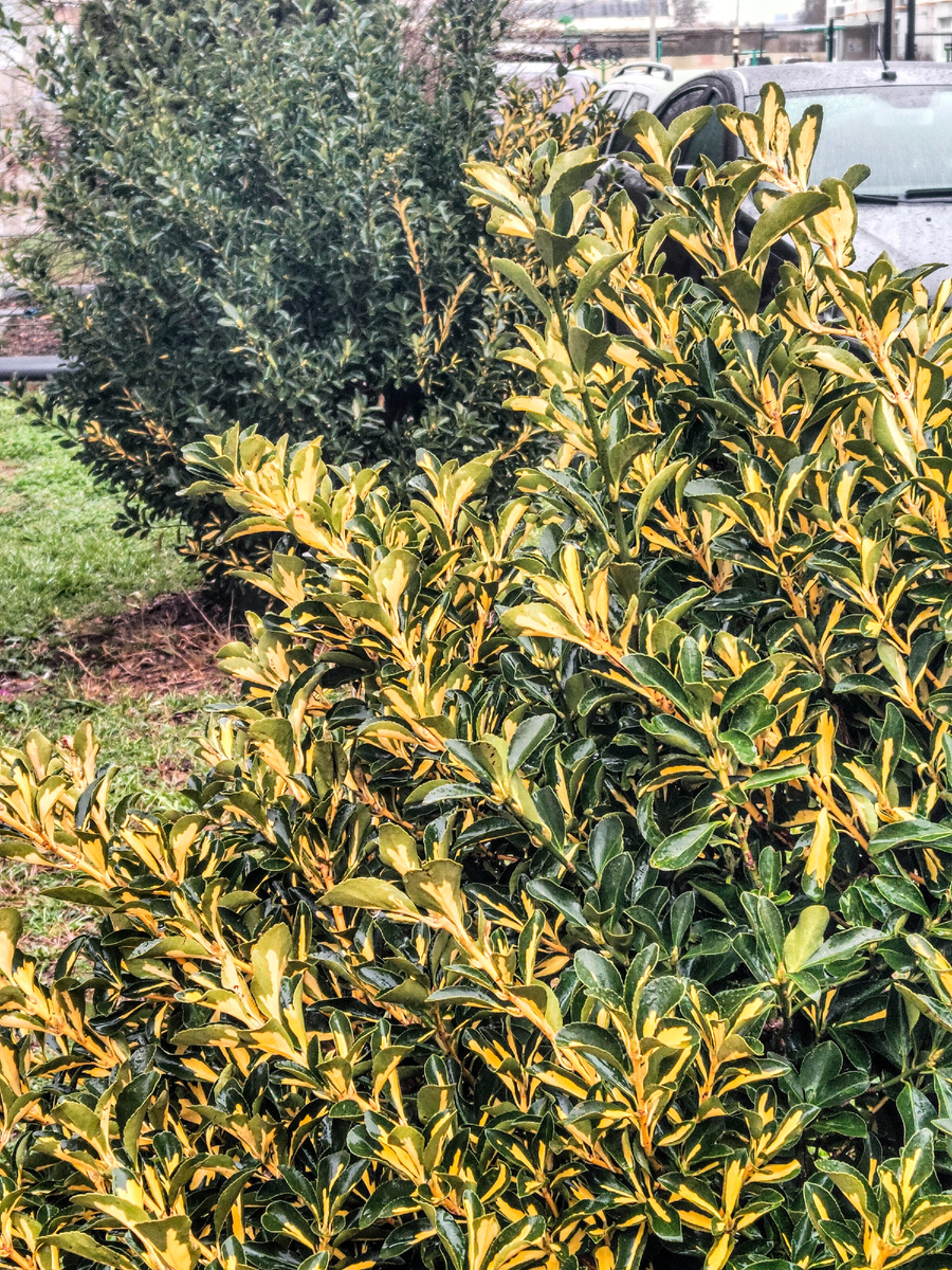 Бересклет японский 