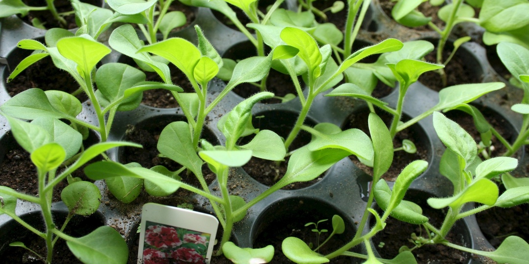 Почему рассада петунии расти отказывается