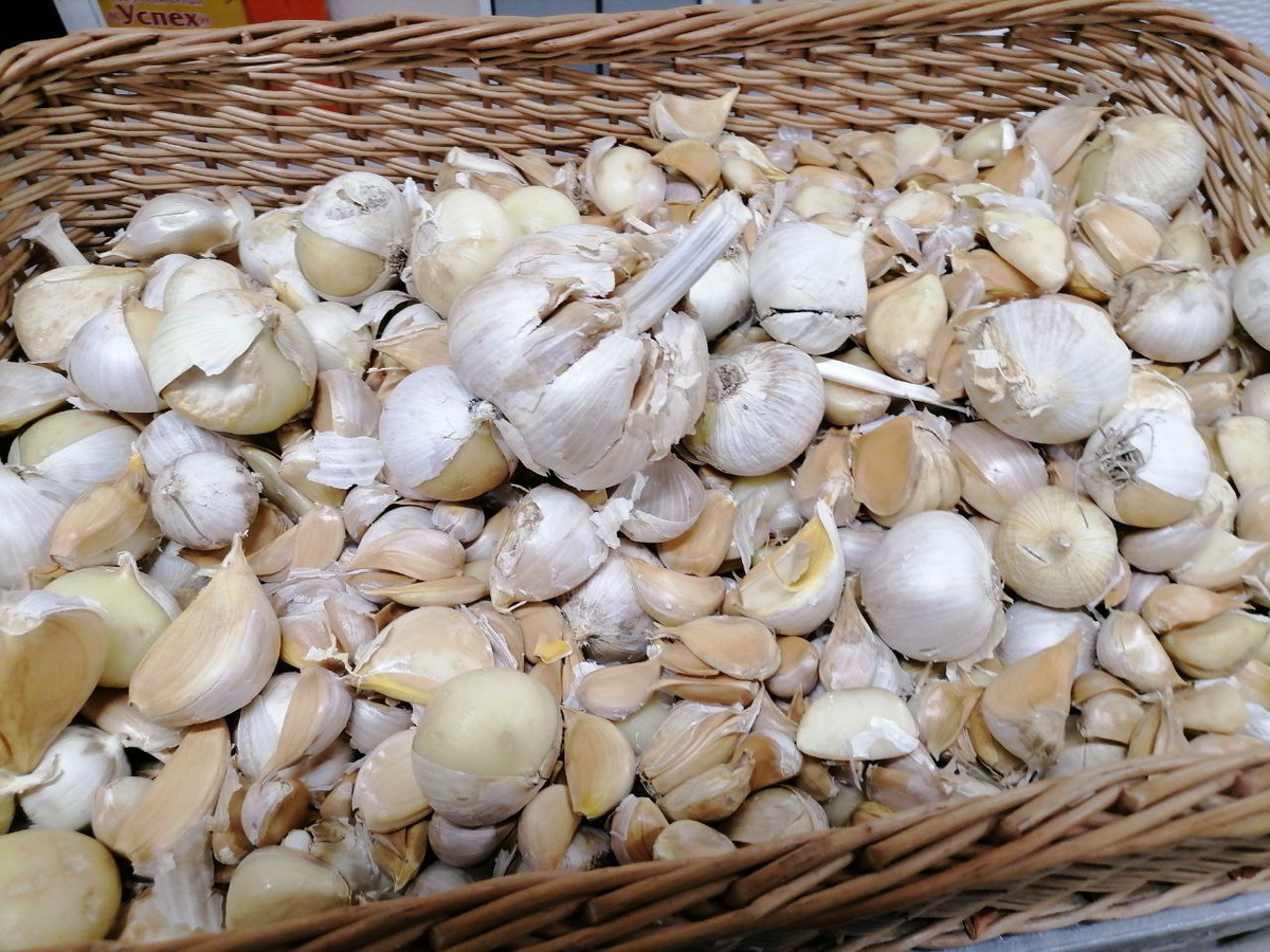 Рокамболь, луковицы и зубки, фото автора