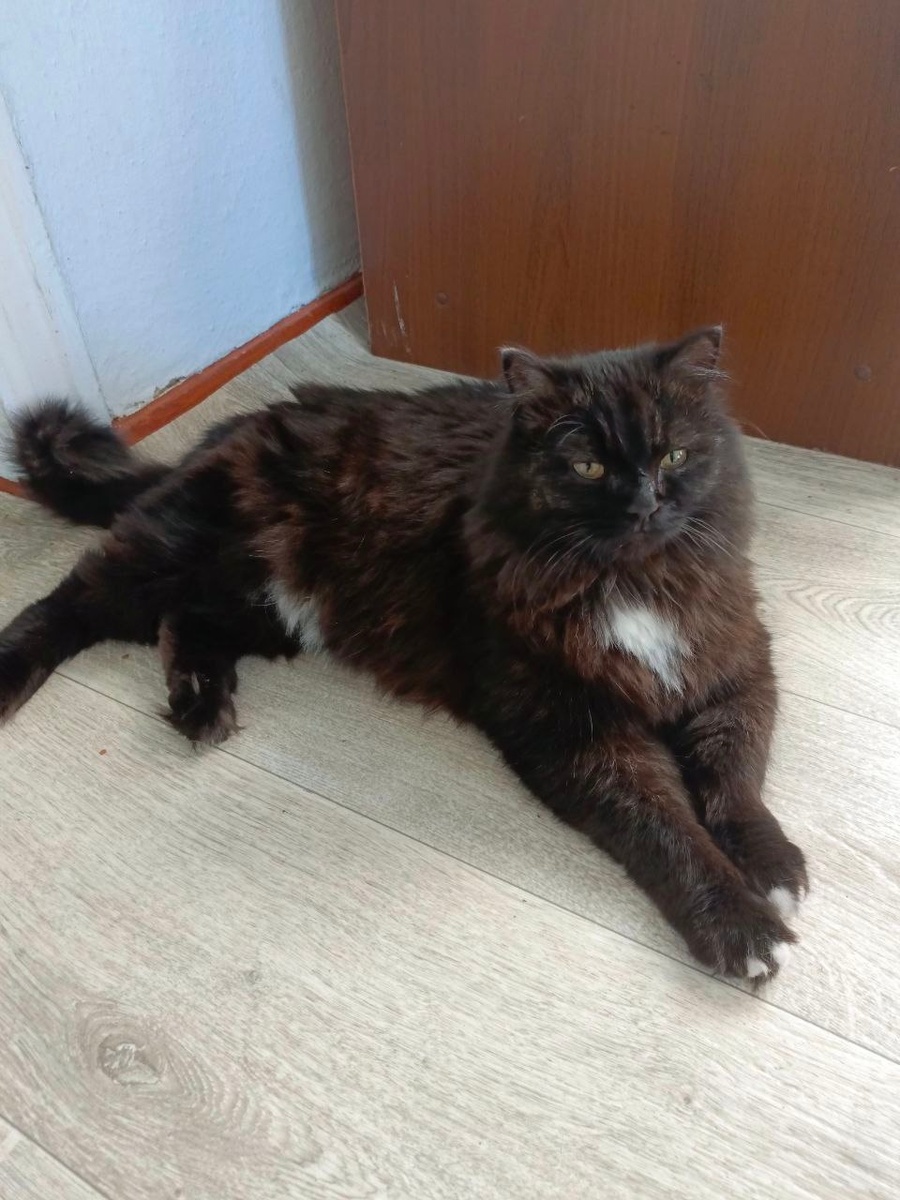 Бархат оказался настоящим сибаритом и ценителем домашнего уюта.