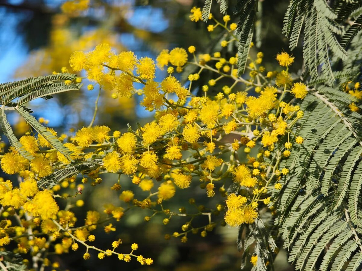    Фото пресс-службы Сочинского национального парка