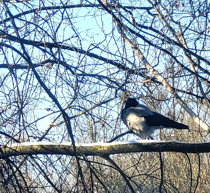 Ворона на ветке