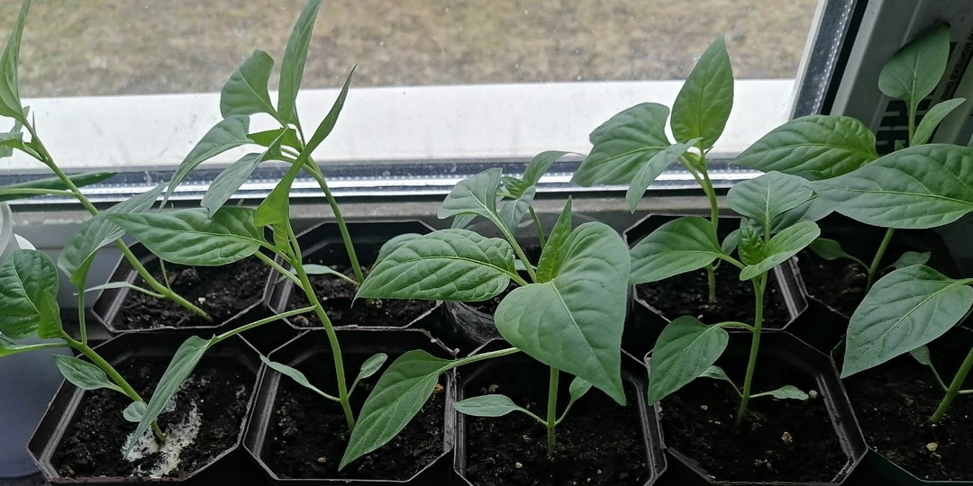 Сею перец сразу в стаканы с февраля. Пересадок больше не боюсь