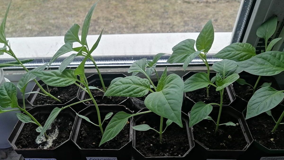 Разница очевидна - рассада без пикировки заметно крепче