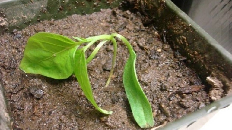Так выглядят корни после "аккуратной" пикировки - сплошные повреждения