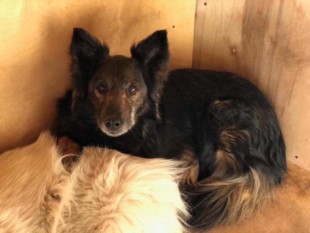 Трогательная Алиса