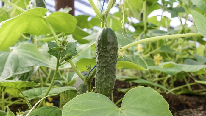 Вот она, разница между рекламой и реальностью