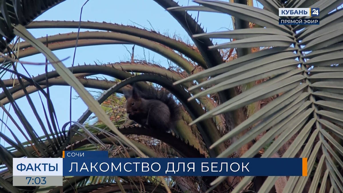    Скриншот видео телеканала «Кубань 24»