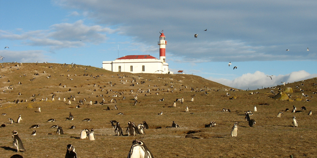 9 мест, где увидеть пингвинов в дикой природе