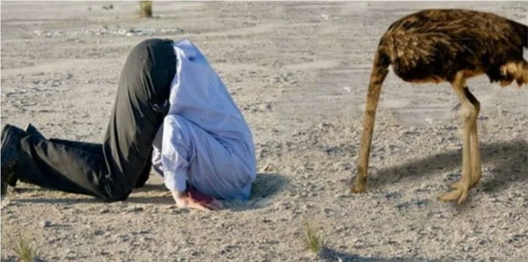 Яндекс-картинки. А вообще я где-то читала, что на самом деле страусы так не делают 😁