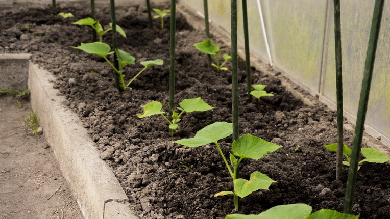 8 одинаковых грядок для честного сравнения народных стимуляторов