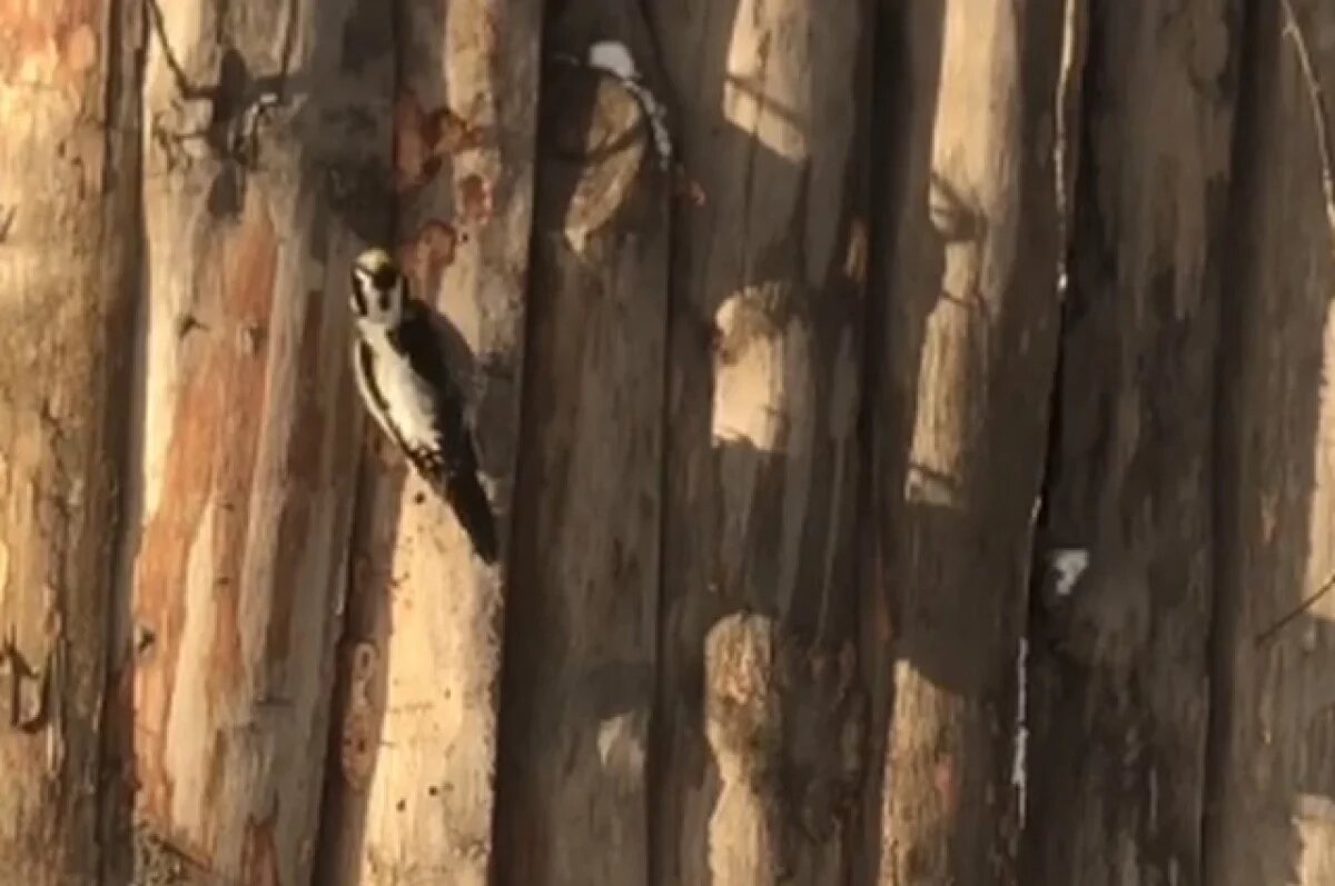    В новосибирский зоопарк прилетел редкий трёхпалый дятел