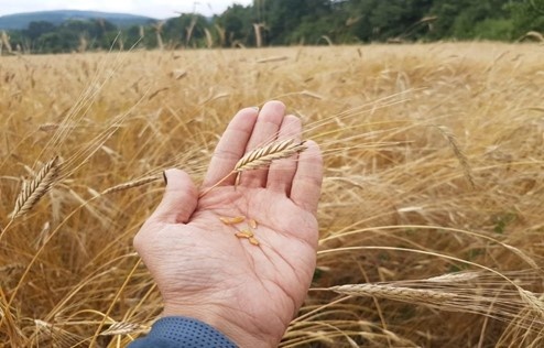 Рисунок 1. IZA (Triticum monococcum ssp. monococcum)