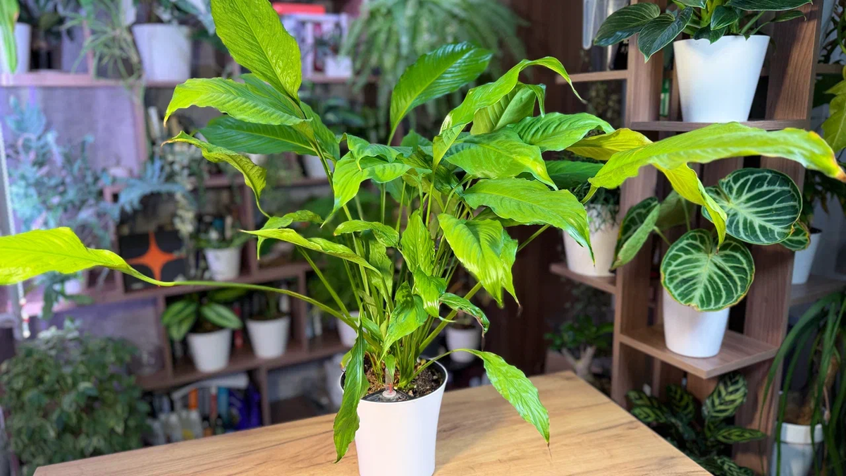 Было примерно так, буквально месяц назад