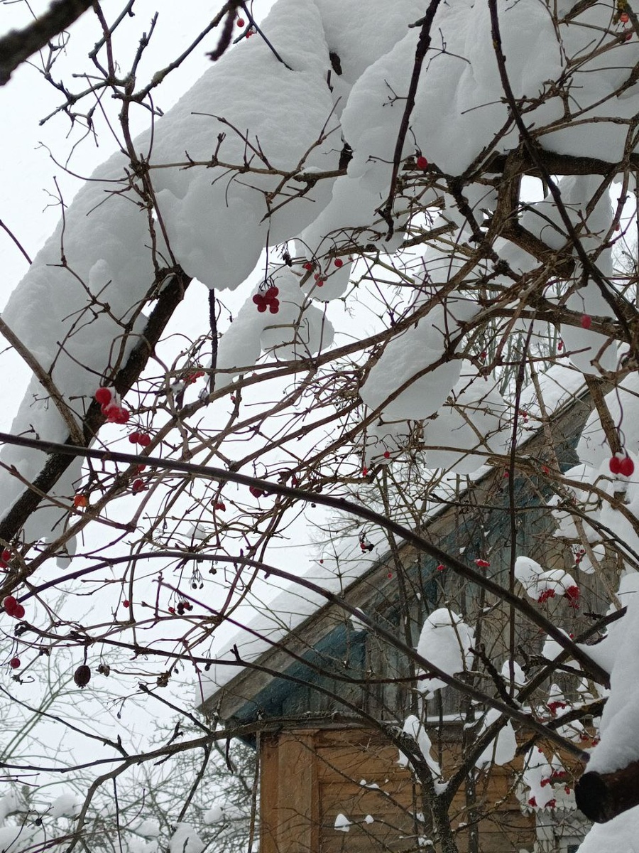 У нас ооочень много снега в этом году