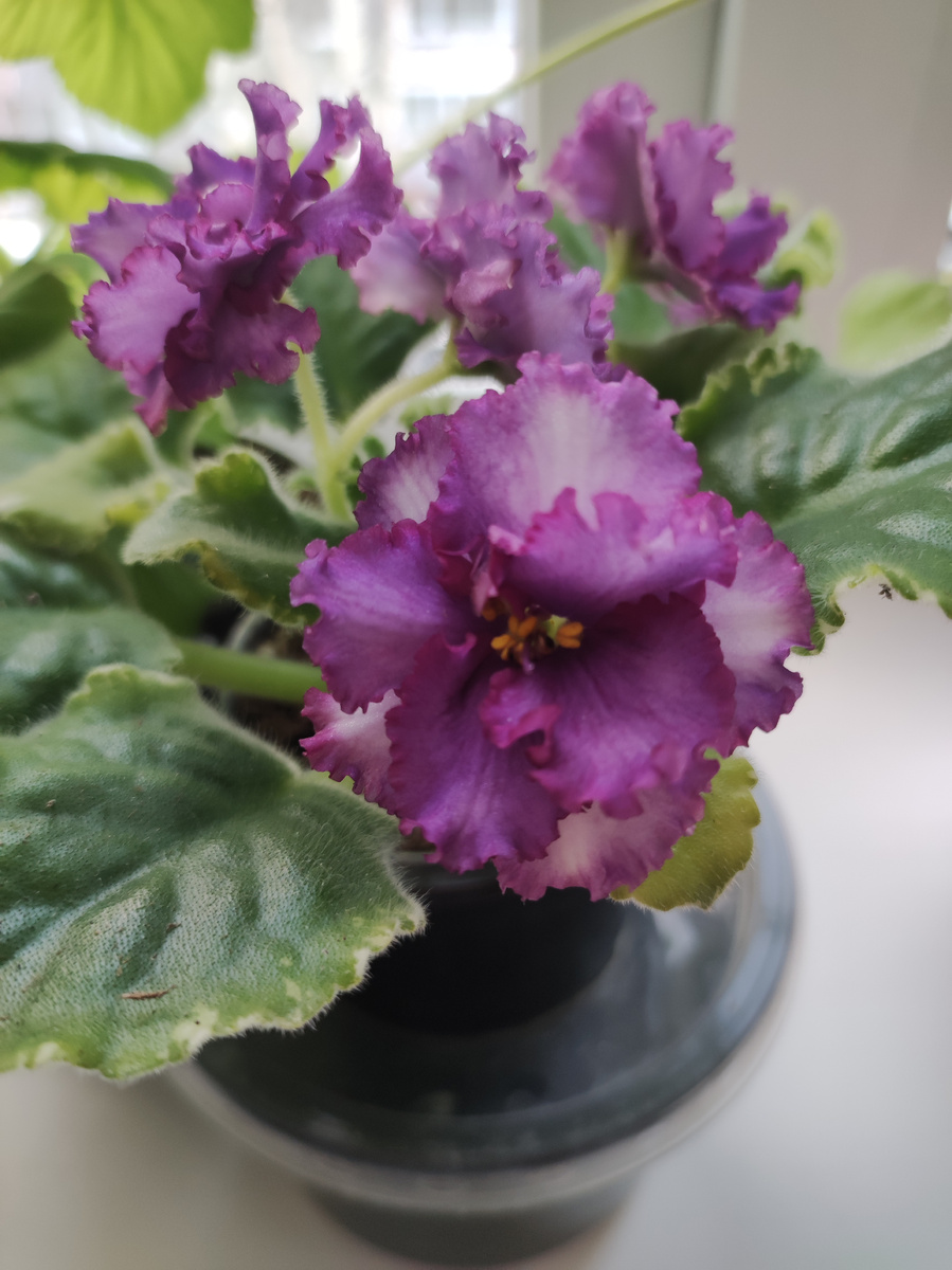 Ав- Навсегда ( спорт).