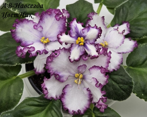 Ав- Навсегда - сорт ( фото интернет).