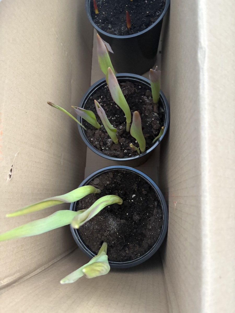 Сегодня с утра раскатывала свои цветочки и сфотографировала