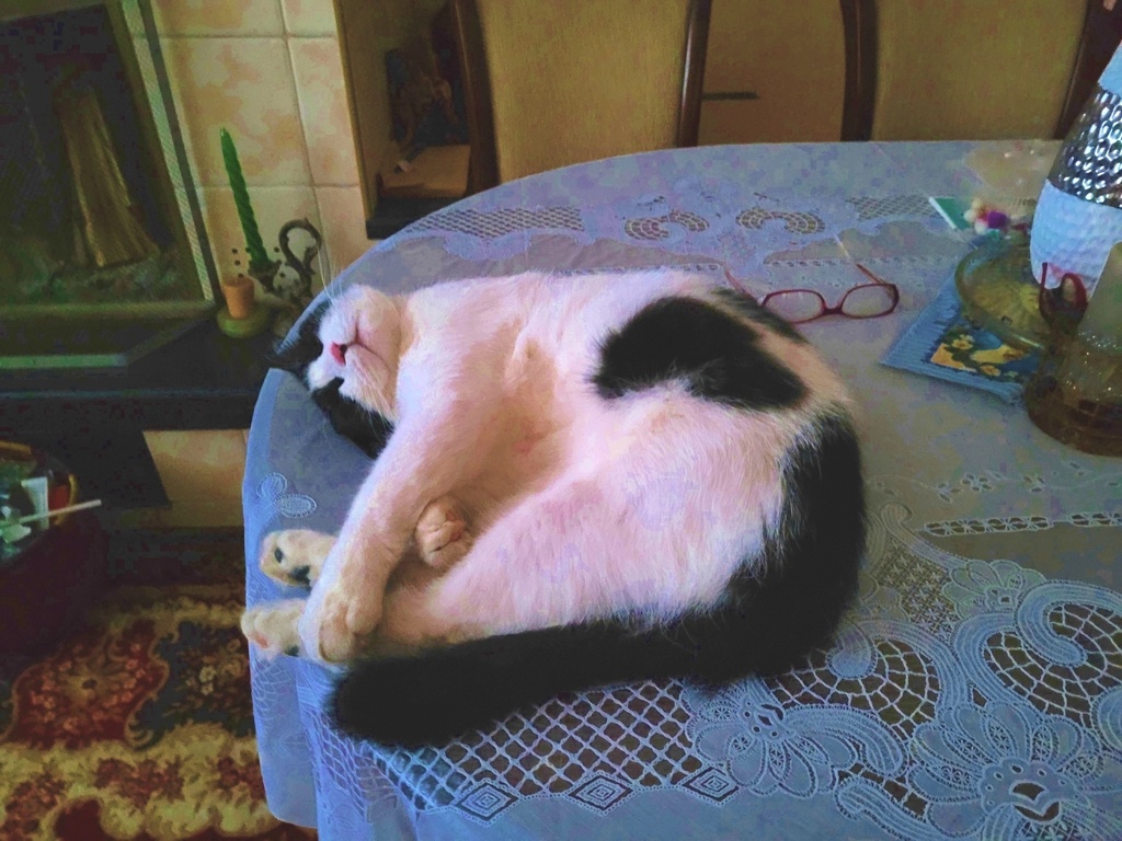 До толчка Макс спокойно спал на столе...