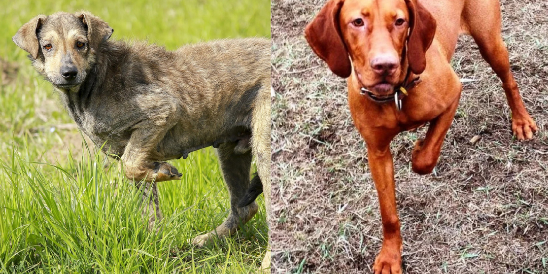 Почему собака подгибает лапу без видимых причин