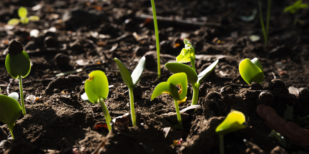 5 популярных советов по рассаде, которые не работают