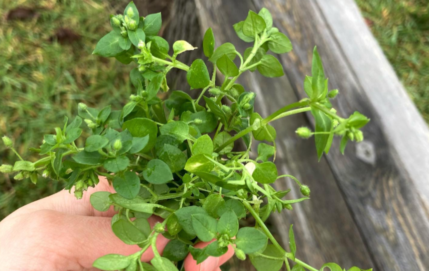 Мокрица - мой любимый сорняк! Для нее всегда есть место на моем участке