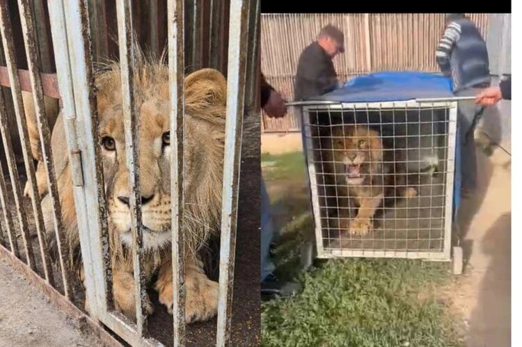 лыкастый хищник долгое время жил на частной территории хутора Красночервонный. Фото: соцсети Светланы Радионовой

Читайте на WWW.STAV.KP.RU: https://www.stav.kp.ru/daily/27750/5198238/