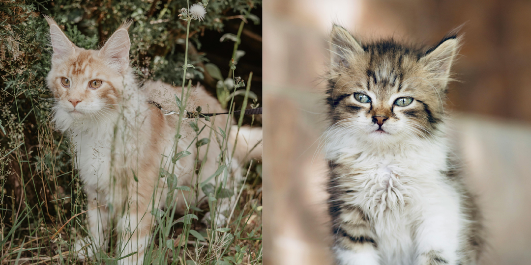 Почему кошки привязываются только к одному человеку