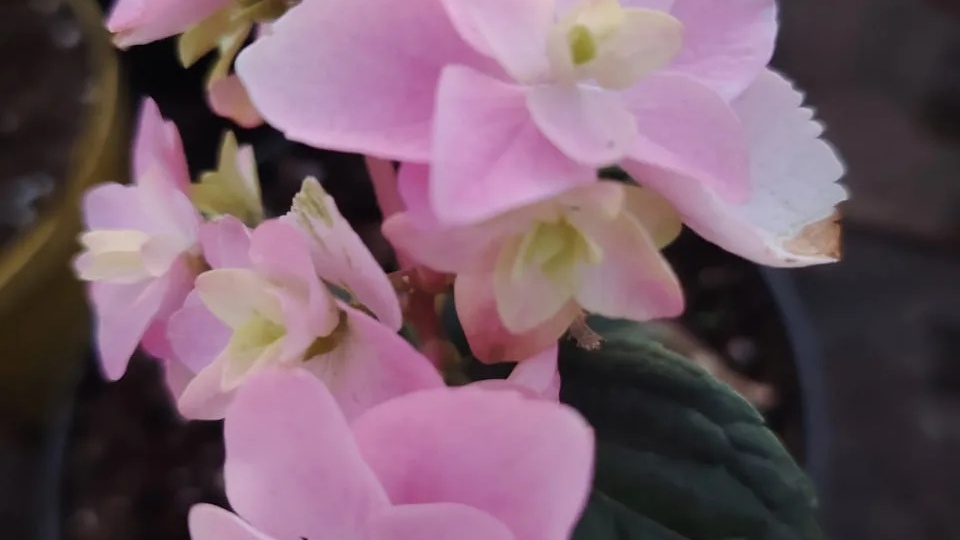 Грунт для гортензий