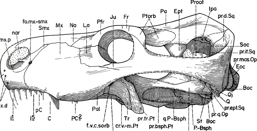 Прорисовка черепа мосхорина