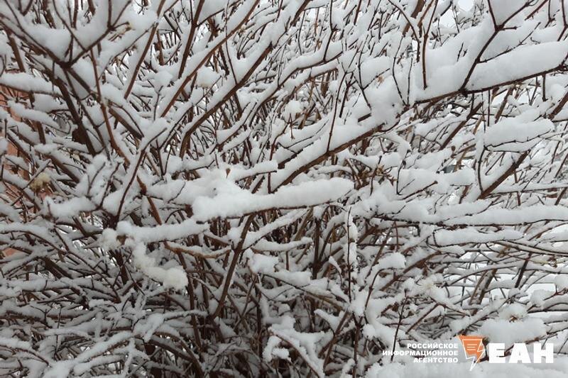    ЕАН. Снег на кустарнике