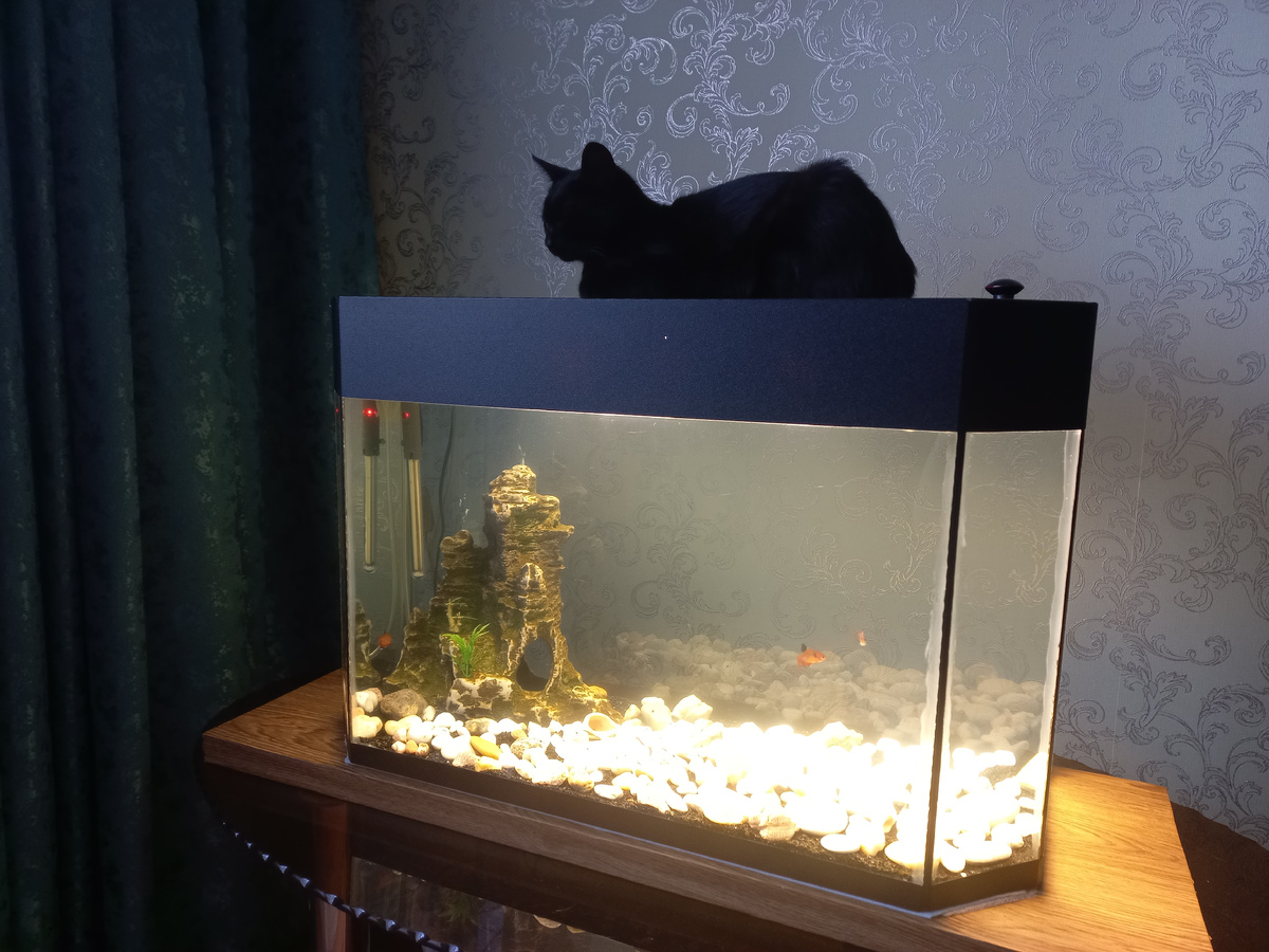 Кот заботится о жизни рыбок