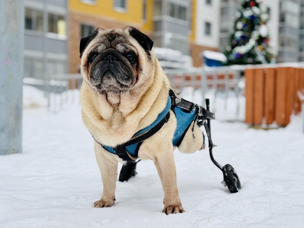    Фото: МедиаБанк Подмосковья/Ольга Стаферова