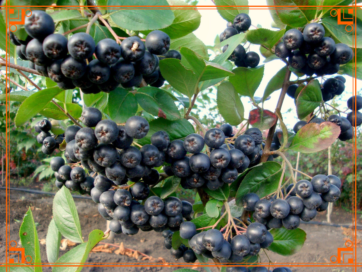 Фото из Интернета. Арония черноплодная фото, отзывы, описание