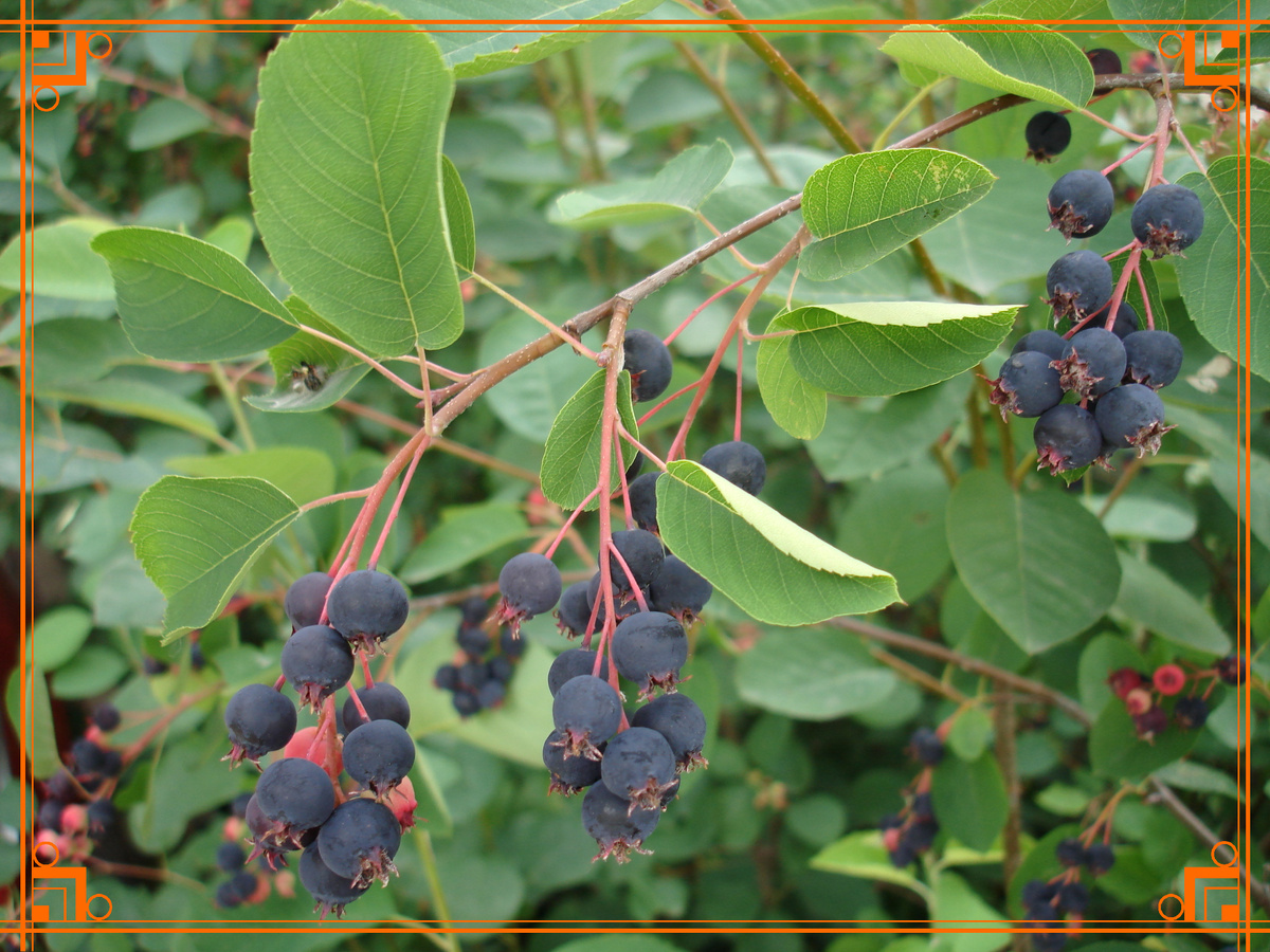 Фото из Интернета. Ирга канадская описание, фото, отзывы