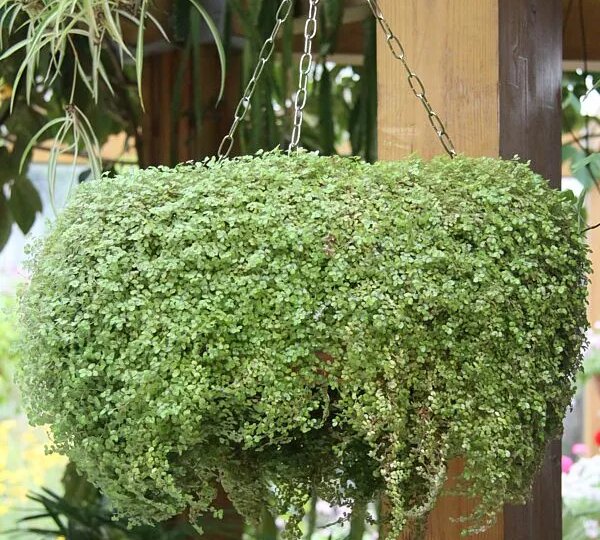 Необычная МИКРО МЯТА – Миниминт