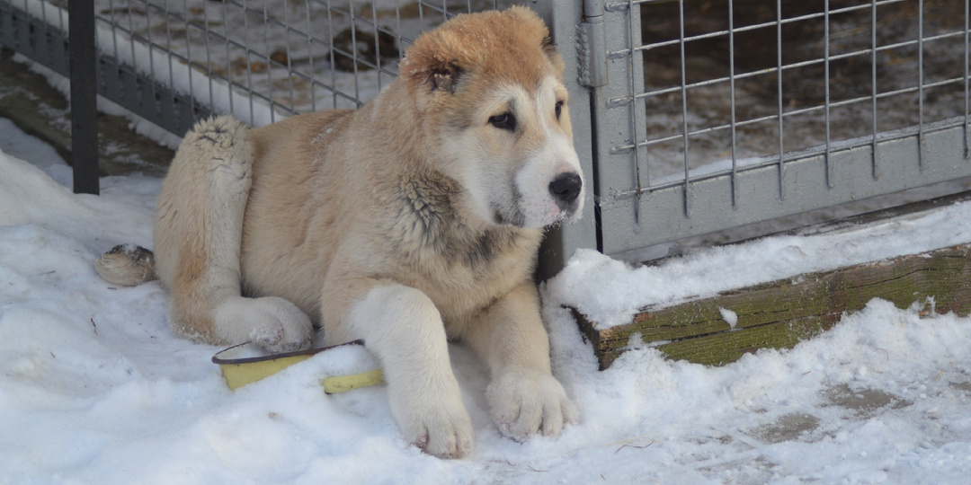 Нетипичное поведение