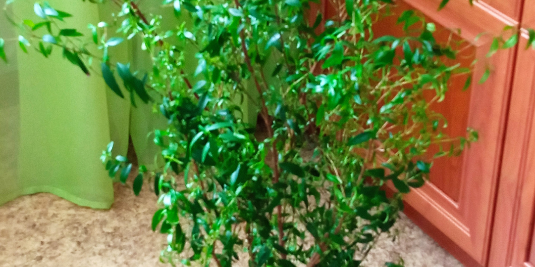 Что растет в квартире? Часть 8.