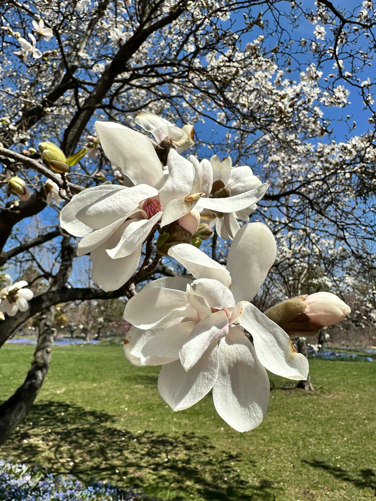 Магнолия кобус в Массачусетсе