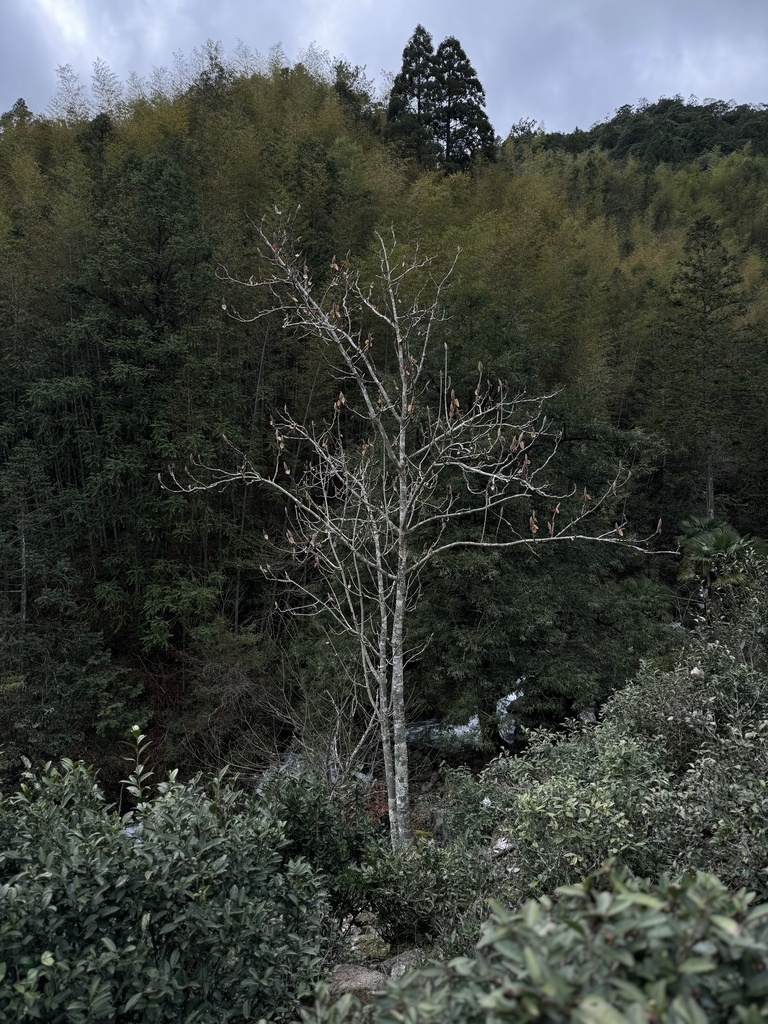 Магнолия лекарственная в Китае