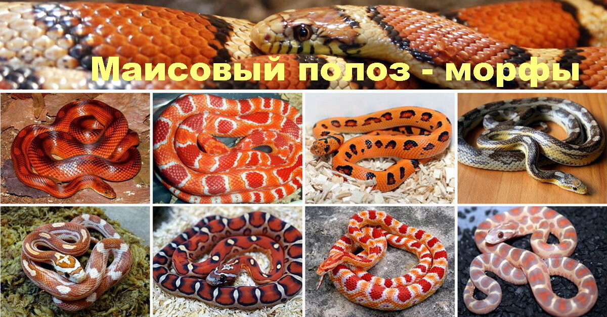 https://www.zoospravka.ru/forterrarium/maisovyj-poloz-morfy.htm