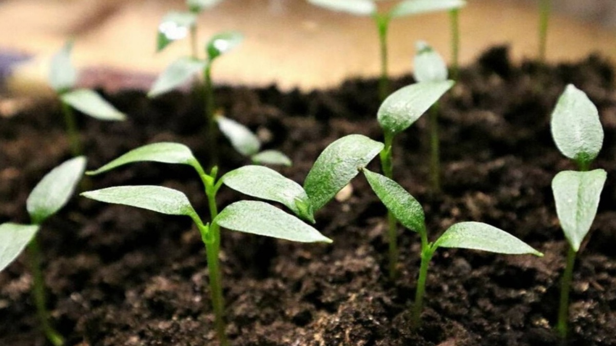 Что и когда сажать на рассаду в феврале 2026 года: Лунный календарь посева для овощей, цветов и ягод