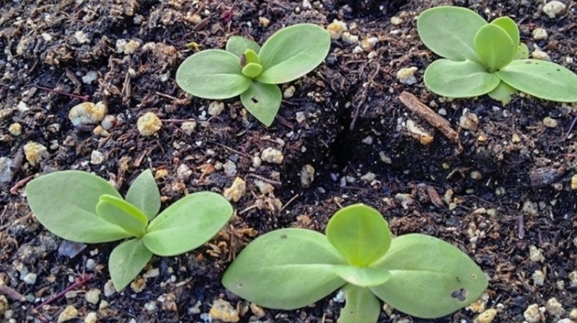 Что и когда сажать на рассаду в феврале 2026 года: Лунный календарь посева для овощей, цветов и ягод